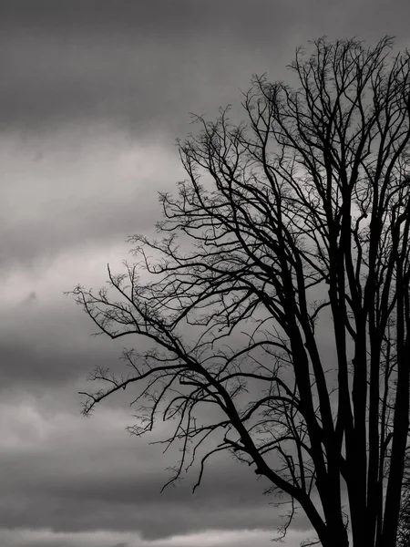 Голое Дерево Зимой Австрии Силуэт Монохромных Черно Белых — стоковое фото
