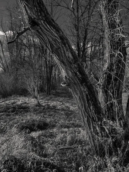 Гнарлі Старе Дерево Лісі Моствіртельській Області Нижньої Австрії Чорно Білому — стокове фото