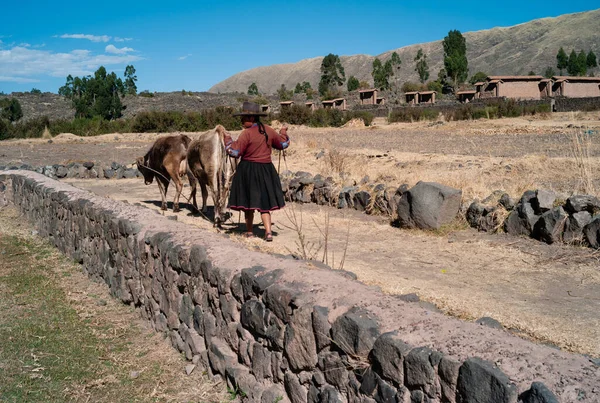 Raqchi Perú Julio 2010 Campesina Peruana Pastoreando Sus Vacas Cerca — Foto de Stock
