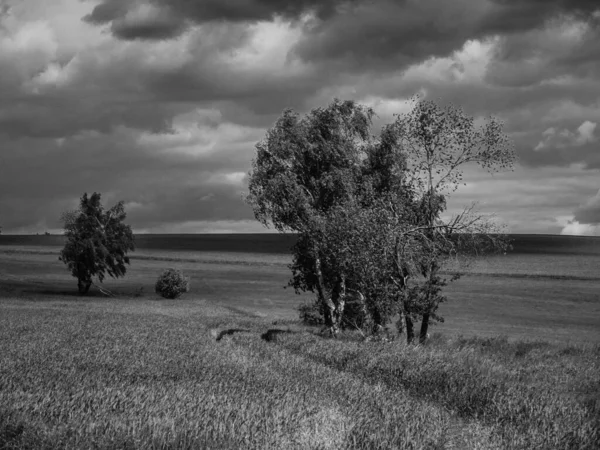 Богемия Черно Белый Монохромный Пейзаж Полем Деревьями Чехии Недалеко Касеевице — стоковое фото