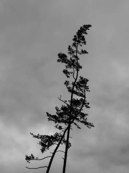 Lang Crooked Fir Trees Silhouette Karlovy Vary Carlsbad Tsjechië — Stockfoto