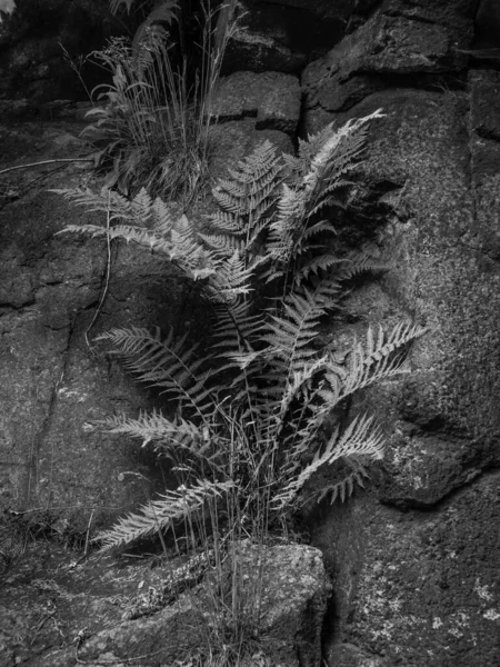 Fern Rock Nature Detail Lesích Karlových Varů Čech Černobílém — Stock fotografie