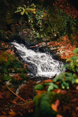 Ormandaki dere, sonbaharda yaprakları dökülen bir şelaleye benziyor.