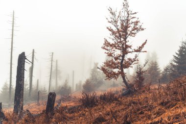 turuncu görünümlü karamsar sonbahar ormanı
