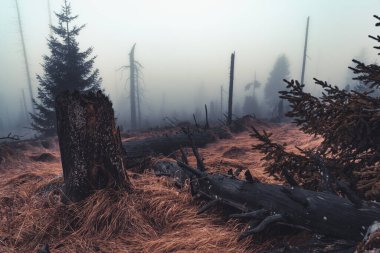turuncu görünümlü karamsar sonbahar ormanı