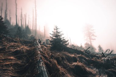 turuncu görünümlü karamsar sonbahar ormanı