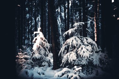 Karla kaplı bir ormanda donmuş ağaçlar.