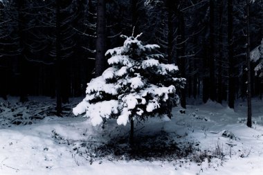 Karla kaplı bir ormanda donmuş ağaçlar.