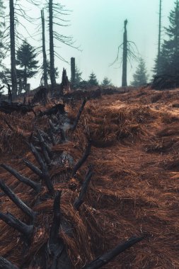 turuncu görünümlü karamsar sonbahar ormanı