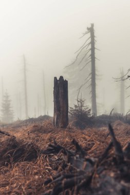 turuncu görünümlü karamsar sonbahar ormanı