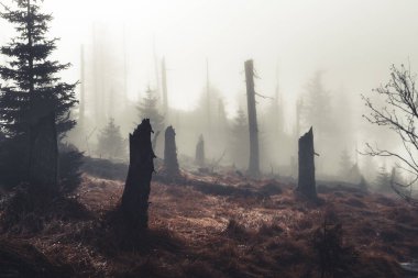 turuncu görünümlü karamsar sonbahar ormanı