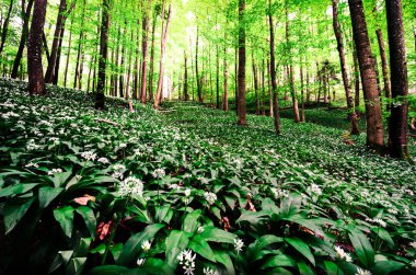 Yaz mevsiminde gün doğumuna kadar güneş ışığı gören orman ve otlaklar