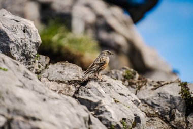 Yeşil otlaklardaki dağ ingilizcesi