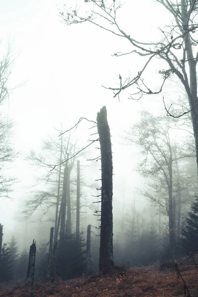 Orange Looking Moody Autumn Forest — Stock Photo, Image