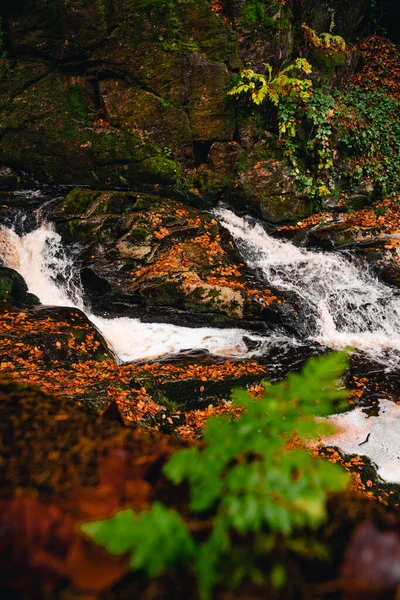 Ruscello Nella Foresta Sembra Una Cascata Autunno Con Foglie Cadute — Foto Stock