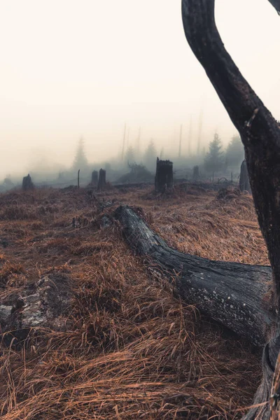 Orange Looking Moody Autumn Forest — Stock Photo, Image