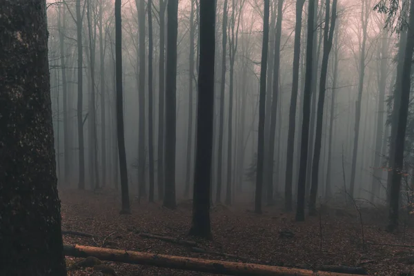 Turuncu Görünümlü Karamsar Sonbahar Ormanı — Stok fotoğraf