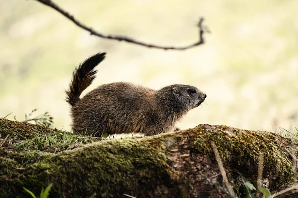 Berginiomal Grön Gräsmark — Stockfoto