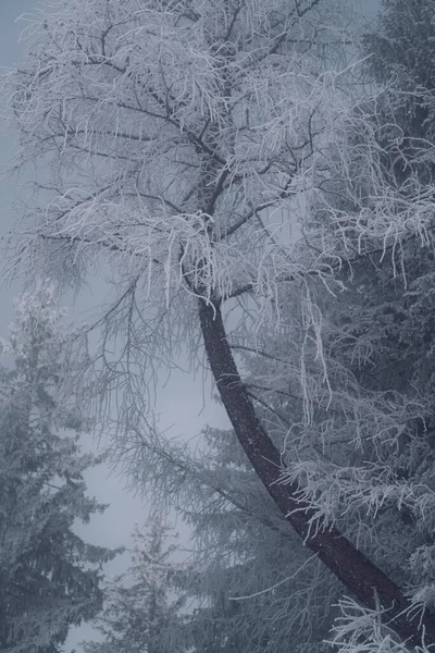 Inverno Alberi Congelati Una Foresta Con Neve Polvere Terra Immagini Stock Royalty Free
