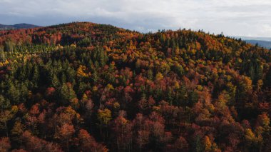 turuncu görünümlü karamsar sonbahar ormanı