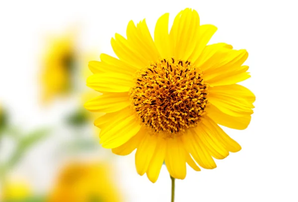 Yellow fresh flower of camomile — Stock Photo, Image