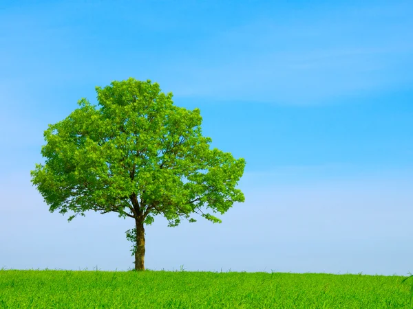 Frühlingslandschaft - grüner Baum am blauen Himmel — Stockfoto