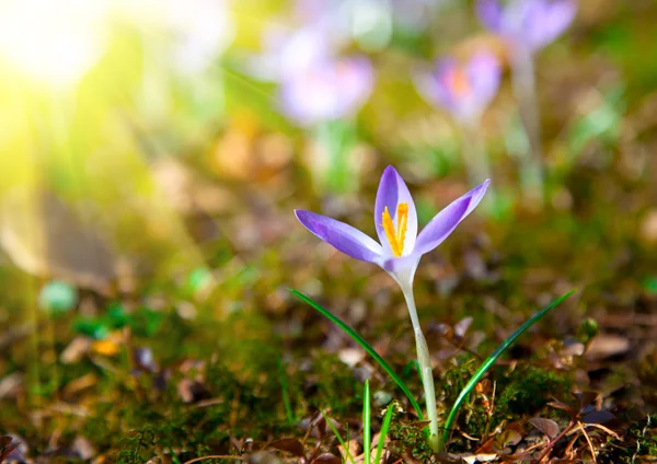 Primavera roxo flores de croco com luz solar — Fotografia de Stock