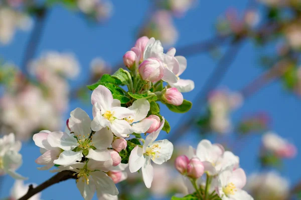 Apple bloom on blue background — Stock Photo, Image