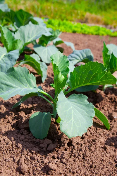 Cabbage in the vegetable garden — Stock Photo, Image