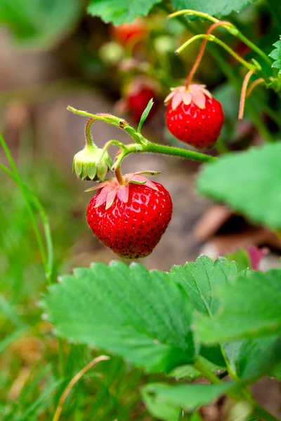 Fraises mûres dans un jardin — Photo