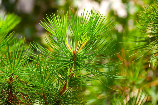 Fundo de conífera árvore evergreen ramos textura — Fotografia de Stock
