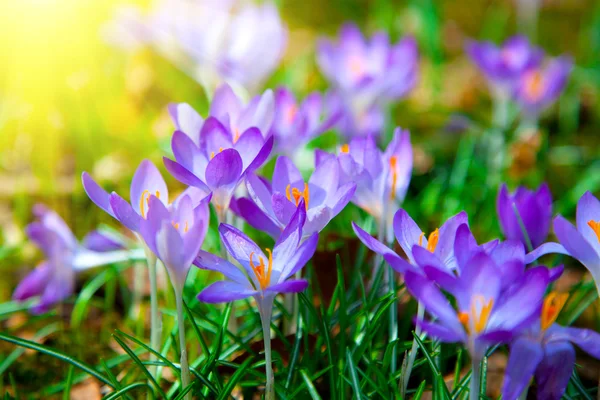 Voorjaar paarse krokus bloemen met zonlicht — Stockfoto