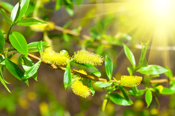 Macro shot of blooming willow tree. Salix caprea. summertime — Stock Photo, Image