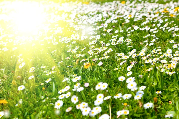 Gänseblümchen auf einer Wiese mit Sonnenlicht — Stockfoto