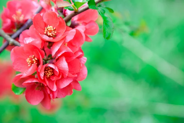 Quince flowers in full bloom, blur backgound — Stock Photo, Image