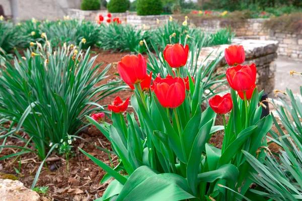 Piros tulipánok tavasszal, előtér — Stock Fotó