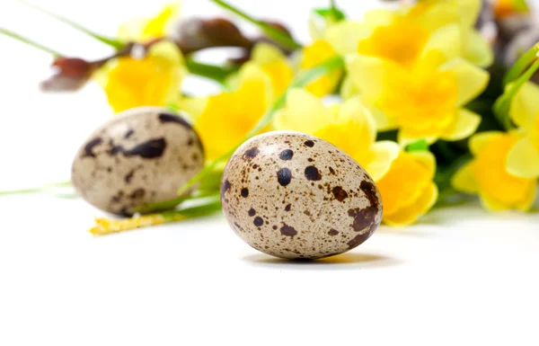 Uova di quaglia con fiori, isolate su sfondo bianco . — Foto Stock