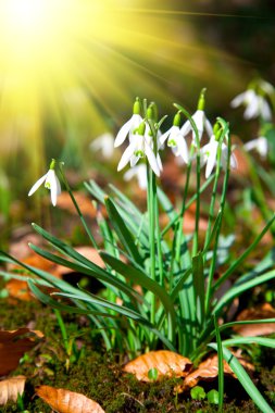 Close up of snowdrops spring. wild primrose flowers clipart