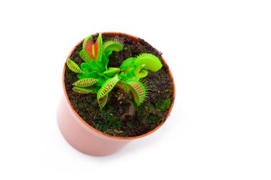 Venus flytrap plant (dionaea muscipula) in a pot, on white background. clipart