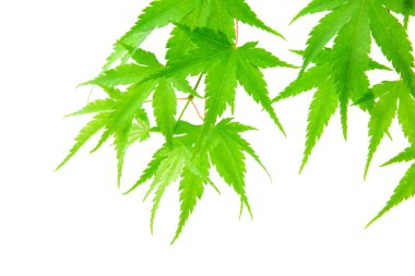 yeşil akçaağaç yaprağı, üzerinde beyaz izole