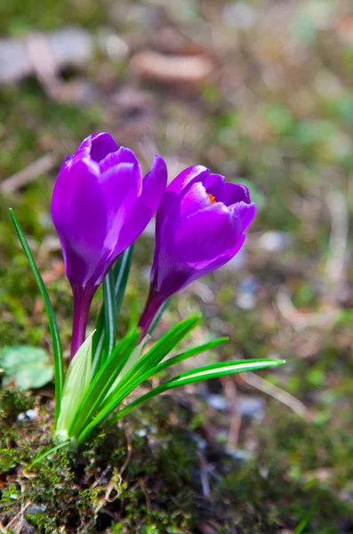 Dwa fioletowy krokus kwiaty na wiosnę — Zdjęcie stockowe