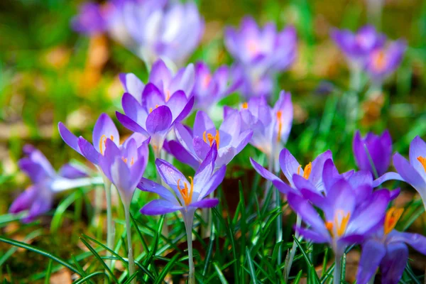 Jarní fialové květiny crocus — Stock fotografie