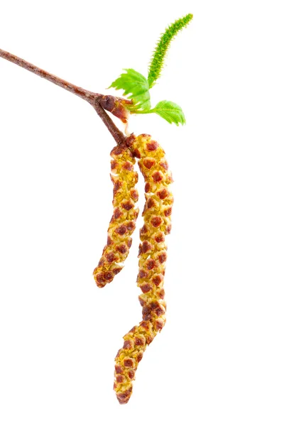 Spring twig birch with green leaves and catkins, on a white background — Stock Photo, Image