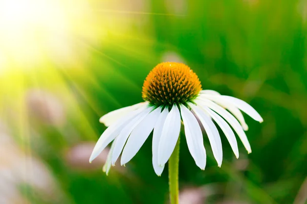 Kamille bloem in de tuin — Stockfoto