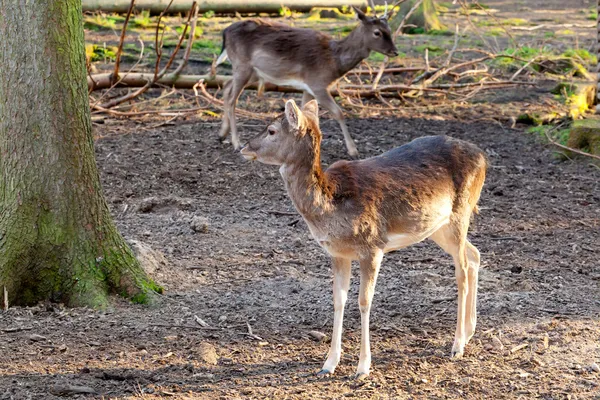 Weißnagel-Reh in einem Wald im Frühling, mit Sonnenlicht — Stockfoto