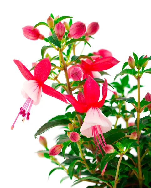 Ανθίζοντας φούξια (fuschia hybrida), απομονωθεί σε λευκό φόντο — Φωτογραφία Αρχείου