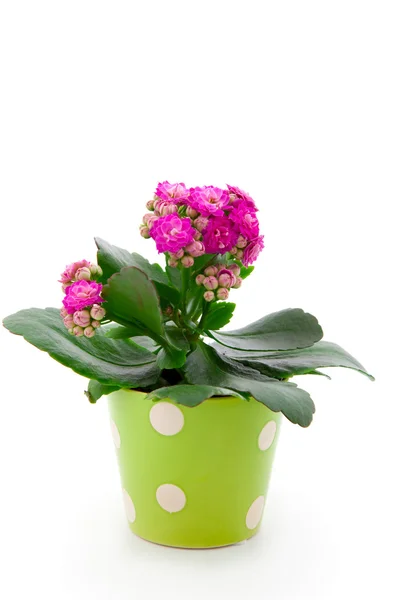 Kalanchoe Calandiva flowers in a green pot — Stock Photo, Image