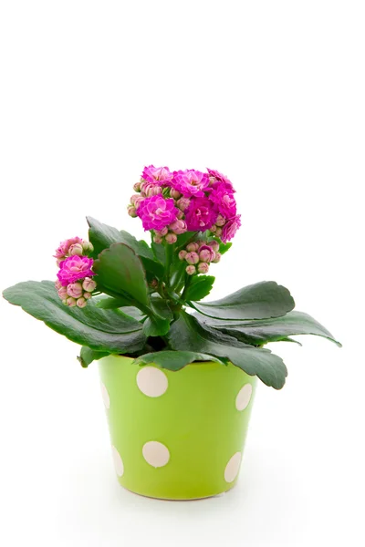 Kalanchoe Calandiva blüht in einem grünen Topf — Stockfoto