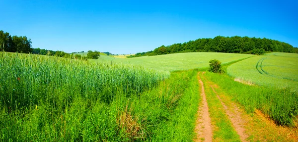 Green field on blue sky — Fotografie, imagine de stoc