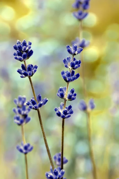 Campo de flores de lavanda, macro con enfoque suave —  Fotos de Stock